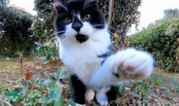 猫咪短视频网站,猫咪短视频网站带你领略萌宠风采